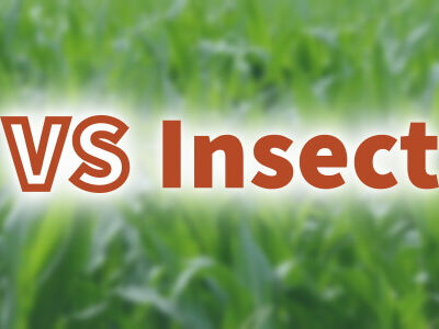 VS Insect