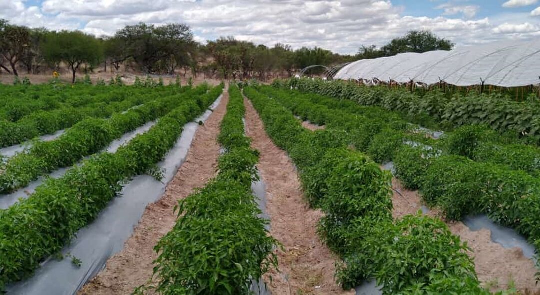 Próximas cosechas de chile de árbol en la Zona Norte generarán empleo temporal: Sader Jalisco