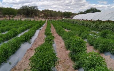 Próximas cosechas de chile de árbol en la Zona Norte generarán empleo temporal: Sader Jalisco