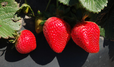 frutillas