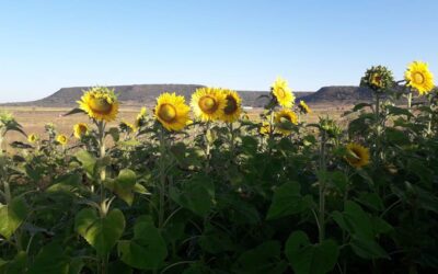 Arranca siembra comercial del girasol en la Zona Norte con paquete tecnológico de vanguardia: Sader Jalisco