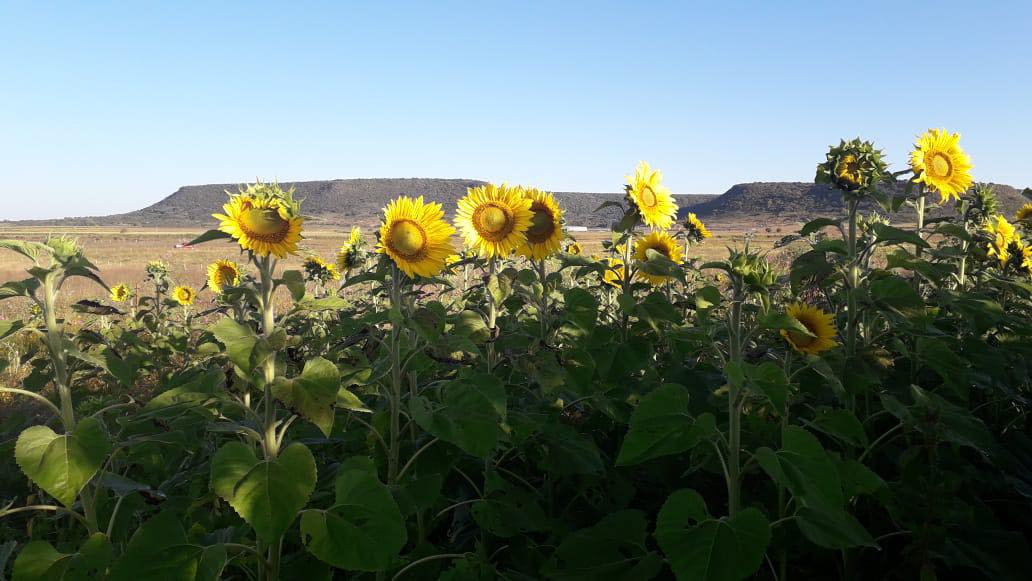 girasol
