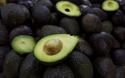 Aguacate será la fruta más vendida en el 2030, prevé la OCDE
