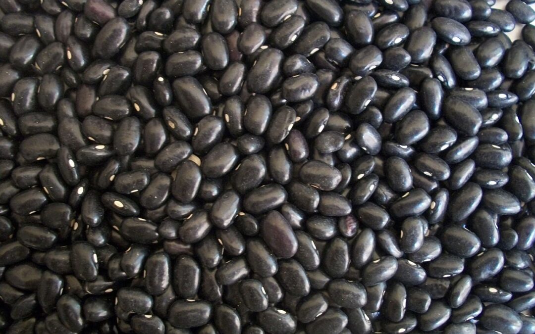 Inicia la siembra de frijol de temporal del ciclo Primavera-Verano 2021, ante la generalización de lluvias: GCMA