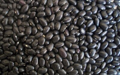 Inicia la siembra de frijol de temporal del ciclo Primavera-Verano 2021, ante la generalización de lluvias: GCMA