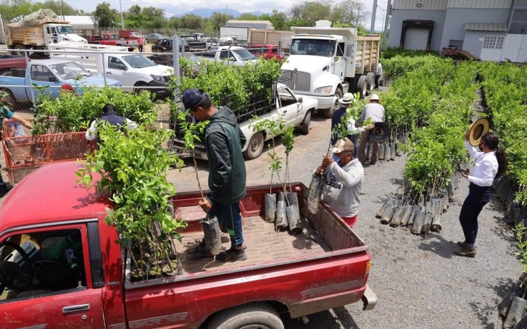 Sigue la expansión del limón persa en el agro jalisciense: Sader Jalisco