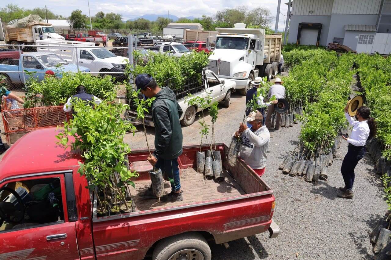 limón persa