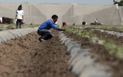 Hacienda da el ‘tiro de gracia’ al programa de aseguramiento agropecuario