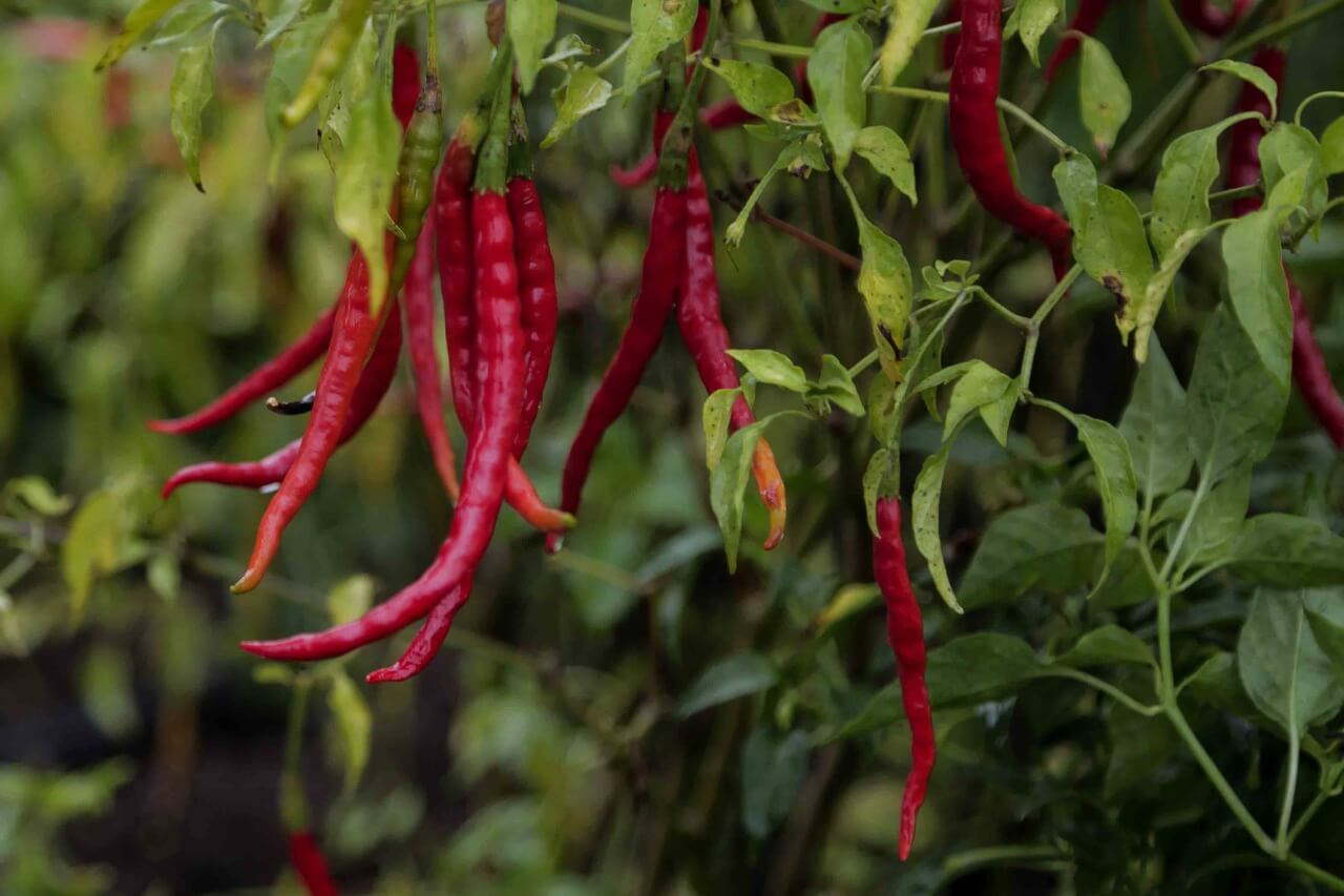 chile de yahualica