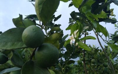 Cítricos mexicanos cautivan con su sabor en Estados Unidos y Europa