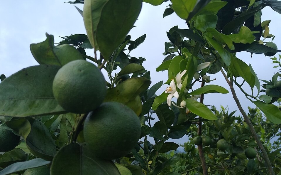 Cítricos mexicanos cautivan con su sabor en Estados Unidos y Europa